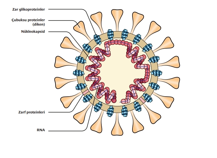 korona virüs yapısı